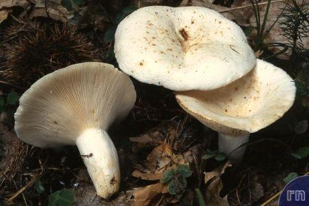   Lactarius piperatus